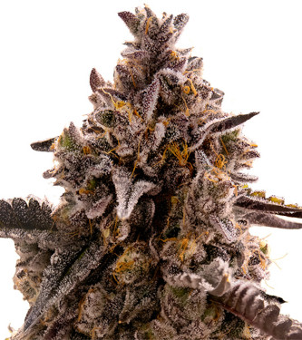 Auto Black Orchid Strain Original Sensible Seeds THC 20