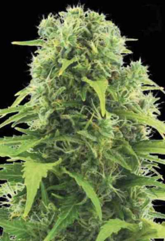 Auto Northern Light Strain Bulk Seed Bank Thc