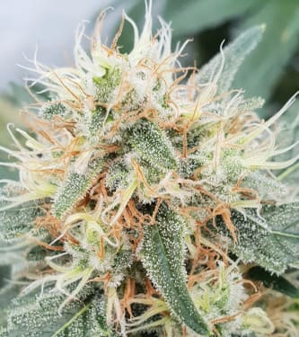 Stromboli Auto Strain Paradise Seeds THC 20