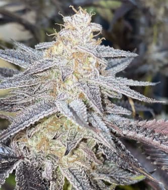 Ice Cream Cake Fast Strain Humboldt Seeds Thc