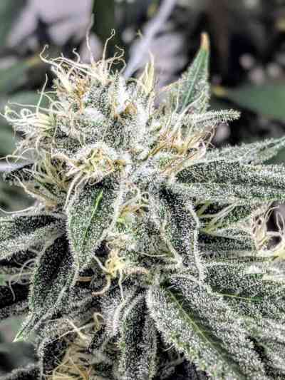 Afgoo Overdrive semilla > TGA Subcool Seeds | Semillas Regulares  |  Sativa