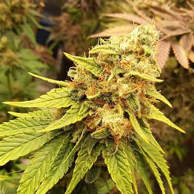 Amnesia Lemon > Linda Seeds | NUESTRAS RECOMENDACIONES DE SEMILLAS DE MARIHUANA  |  Semillas Baratas