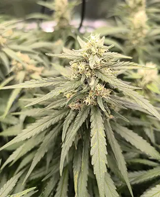 Auto Sleepy Joe > Anesia Seeds | Graines Autofloraison  |  Indica