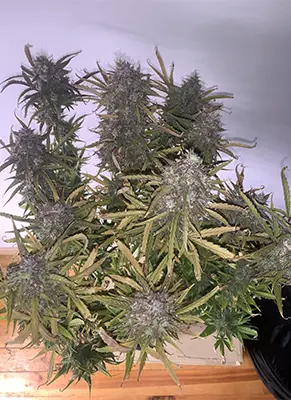 Auto Sleepy Joe > Anesia Seeds | Autoflowering Cannabis   |  Indica