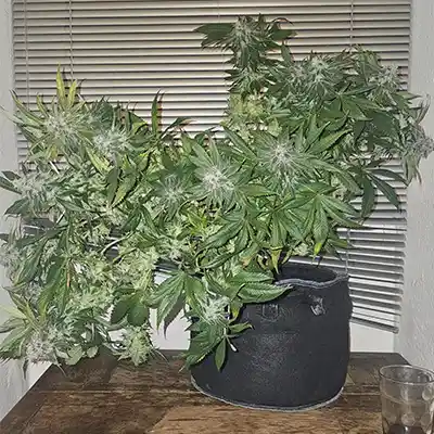 Sleepy Joe > Anesia Seeds | Feminized Marijuana   |  Indica