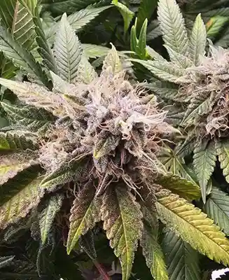 Sleepy Joe > Anesia Seeds | Feminized Marijuana   |  Indica