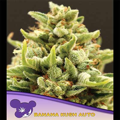 Banana Kush Auto > Anesia Seeds | Autoflowering Cannabis   |  Indica