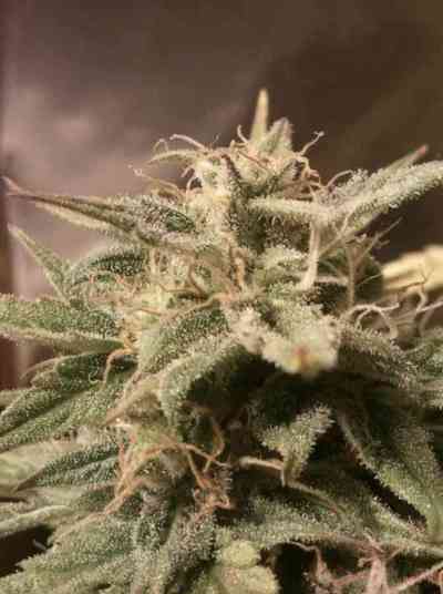 Auto Bubble > Female Seeds | Autoflowering Cannabis   |  Hybrid