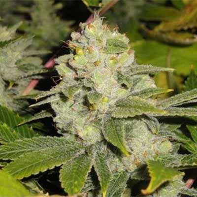 Auto DeadHead Og > The Cali Connection | Autoflowering Hanfsamen  |  Indica