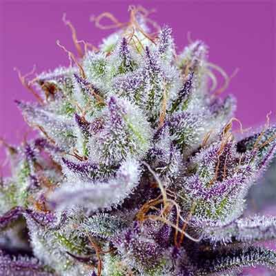 Diablo\'s Delight XL Auto > Sweet Seeds | Semillas de marihuana autoflorecientes  |  Híbrido