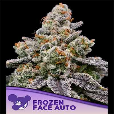 Frozen Face Auto > Anesia Seeds | Semillas autoflorecientes  |  Sativa