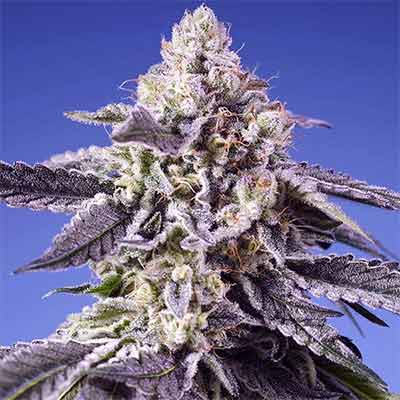 Permanent Jealousy XL Auto > Sweet Seeds | Autoflowering Cannabis   |  Hybrid