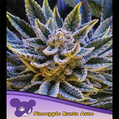 Auto Pineapple Runtz > Anesia Seeds | Graines Autofloraison  |  Indica