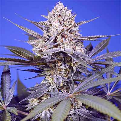 Pineapple Slush XL Auto > Sweet Seeds | Autoflowering Hanfsamen  |  Hybrid