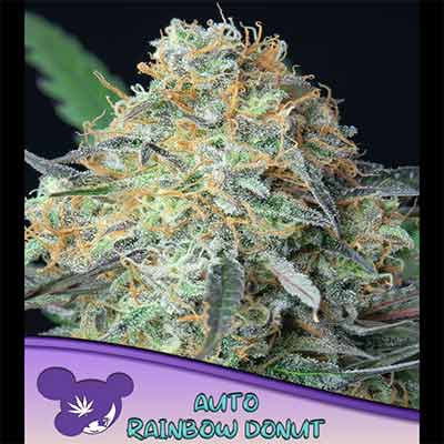 Rainbow Donut Auto > Anesia Seeds | Autoflowering Hanfsamen  |  Hybrid