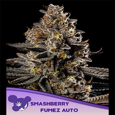 Smashberry Fumez Auto > Anesia Seeds | Semillas autoflorecientes  |  Índica