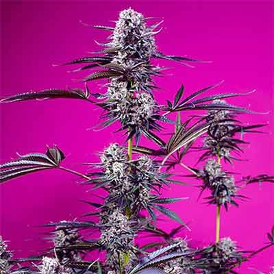 Studio 54 Stardust Auto > Sweet Seeds | Graines de cannabis auto  |  Sativa