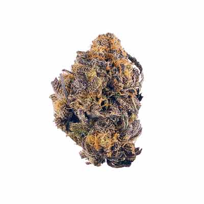 Violet Face Auto > Anesia Seeds | Autoflowering Hanfsamen  |  Indica