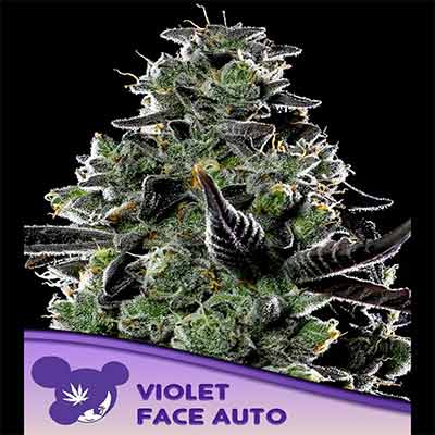 Violet Face Auto > Anesia Seeds | Graines Autofloraison  |  Indica