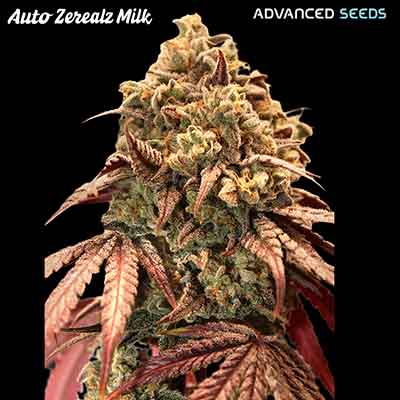 Auto Zerealz Milk > Advanced Seeds | Autoflowering Cannabis   |  Hybrid