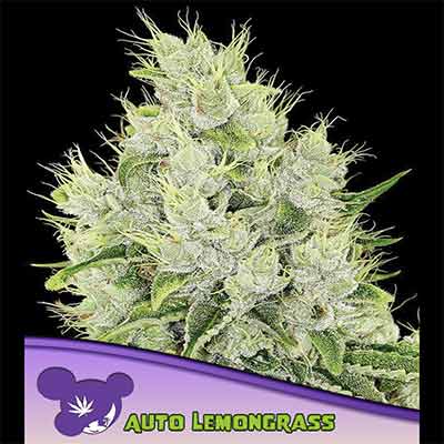 Auto Lemongrass > Anesia Seeds | Autoflowering Cannabis   |  Hybrid