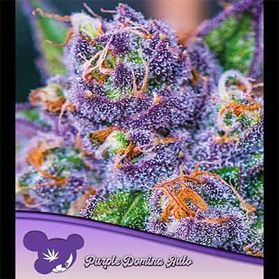 Auto Purple Domina > Anesia Seeds | Autoflowering Cannabis   |  Indica