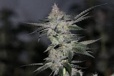 Bananukis > R-Kiem Seeds | Feminized Marijuana   |  Hybrid