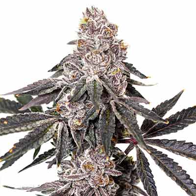 Berry Crusher > Elev8 Seeds | Semillas feminizadas  |  Híbrido