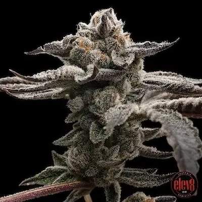 Blunt Bombs > Elev8 Seeds | Feminized Marijuana   |  Hybrid