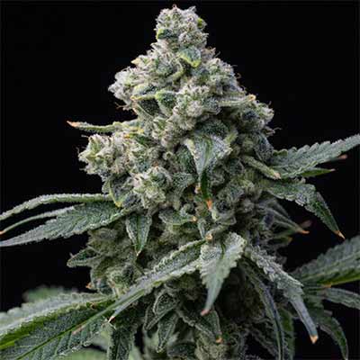 Bruce Banner > Barney\'s Farm | Feminized Marijuana   |  Hybrid