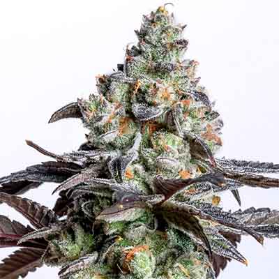 Cherry Cake > Elev8 Seeds | Feminized Marijuana   |  Hybrid