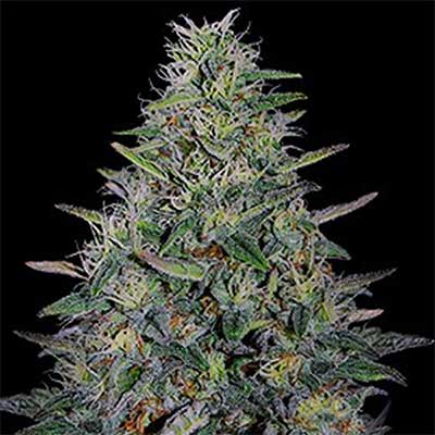 Cherry Pavlova > G13 Labs | Semillas feminizadas  |  Índica