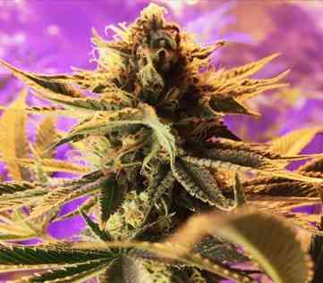 Cherry Cordial graines > TGA Subcool Seeds | Graines Régulieres  |  Indica