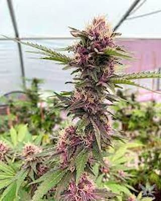 Cherry Pie > Royal Queen Seeds | Feminized Marijuana   |  Hybrid