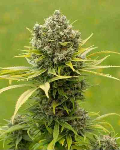 Dinamed CBD Plus Samen > Dinafem | CBD Hanfsamen  |  Sativa