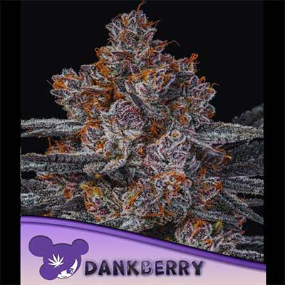 Dankberry > Anesia Seeds | Graines Féminisées  |  Indica