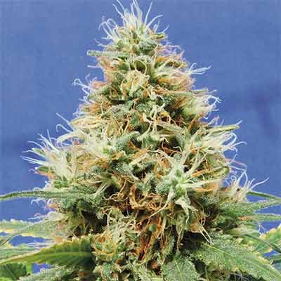 Do si Dos OG > Original Sensible Seeds | Feminized Cannabis   |  Indica