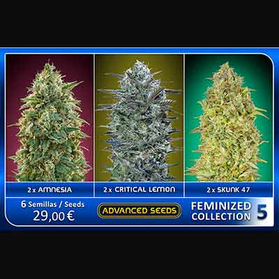 Feminized Collection #5 > Advanced Seeds | Feminized Marijuana   |  Hybrid