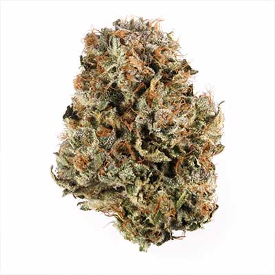 GMO Cookies > Barney\'s Farm | Feminisierte Hanfsamen  |  Indica