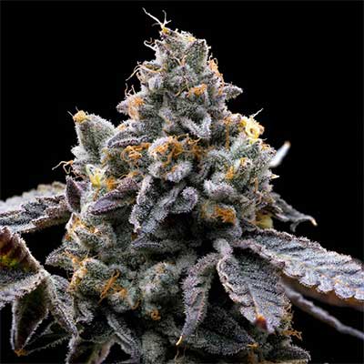 GMO Cookies > Barney\'s Farm | Feminisierte Hanfsamen  |  Indica