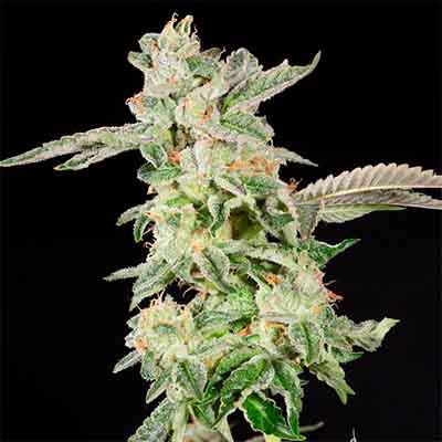 Giscotti > Elev8 Seeds | Feminized Marijuana   |  Indica