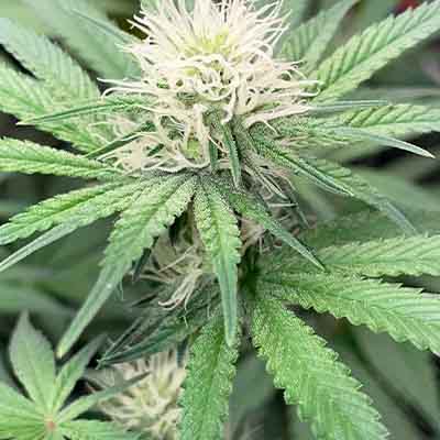 Giscotti > Elev8 Seeds | Feminized Marijuana   |  Indica