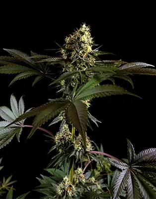 Grapevine Candy > Sensi Seeds | Feminized Marijuana   |  Hybrid