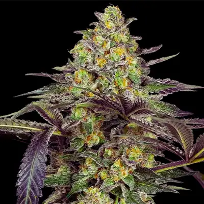 Grapevine Candy > Sensi Seeds | Feminized Marijuana   |  Hybrid