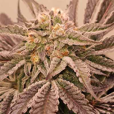 Hindu Runtz > Karma Genetics | Semillas feminizadas  |  Híbrido