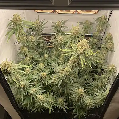 Hindu Kush > Anesia Seeds | Graines Féminisées  |  Indica