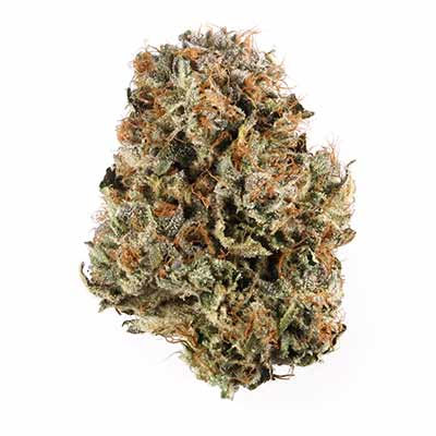 Ice Cream Haze > Dutch Passion | Feminized Marijuana   |  Sativa