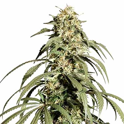 Ice Cream Haze > Dutch Passion | Feminized Marijuana   |  Sativa