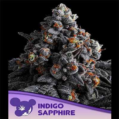 Indigo Sapphire > Anesia Seeds | Graines Féminisées  |  Sativa