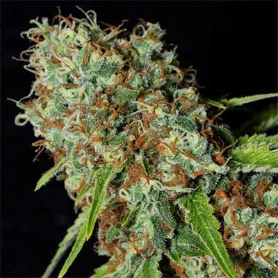 Jamaican Dream CBD > Eva Female Seeds | Feminized Marijuana   |  Hybrid